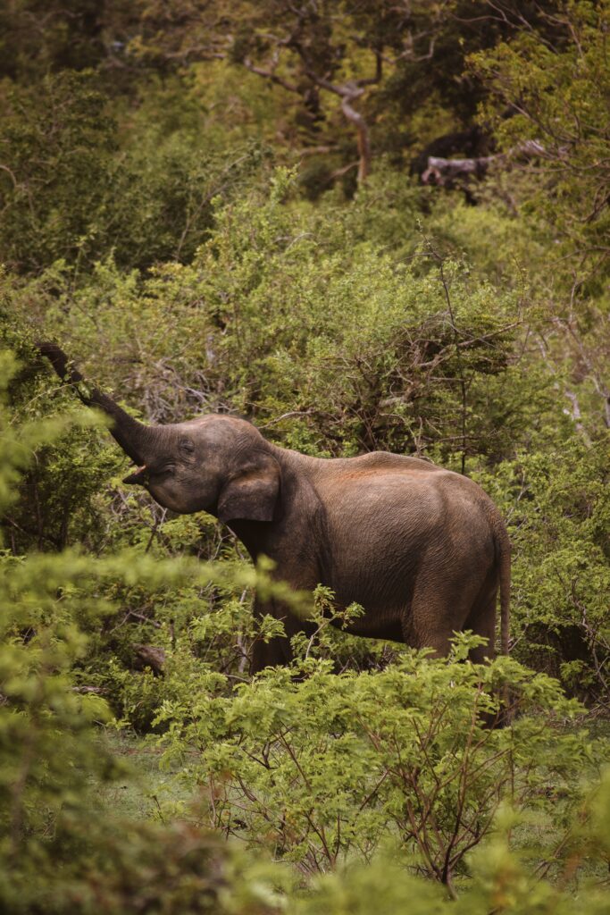 Eén van deze leuke plekken in Sri Lanka is Yala National park.